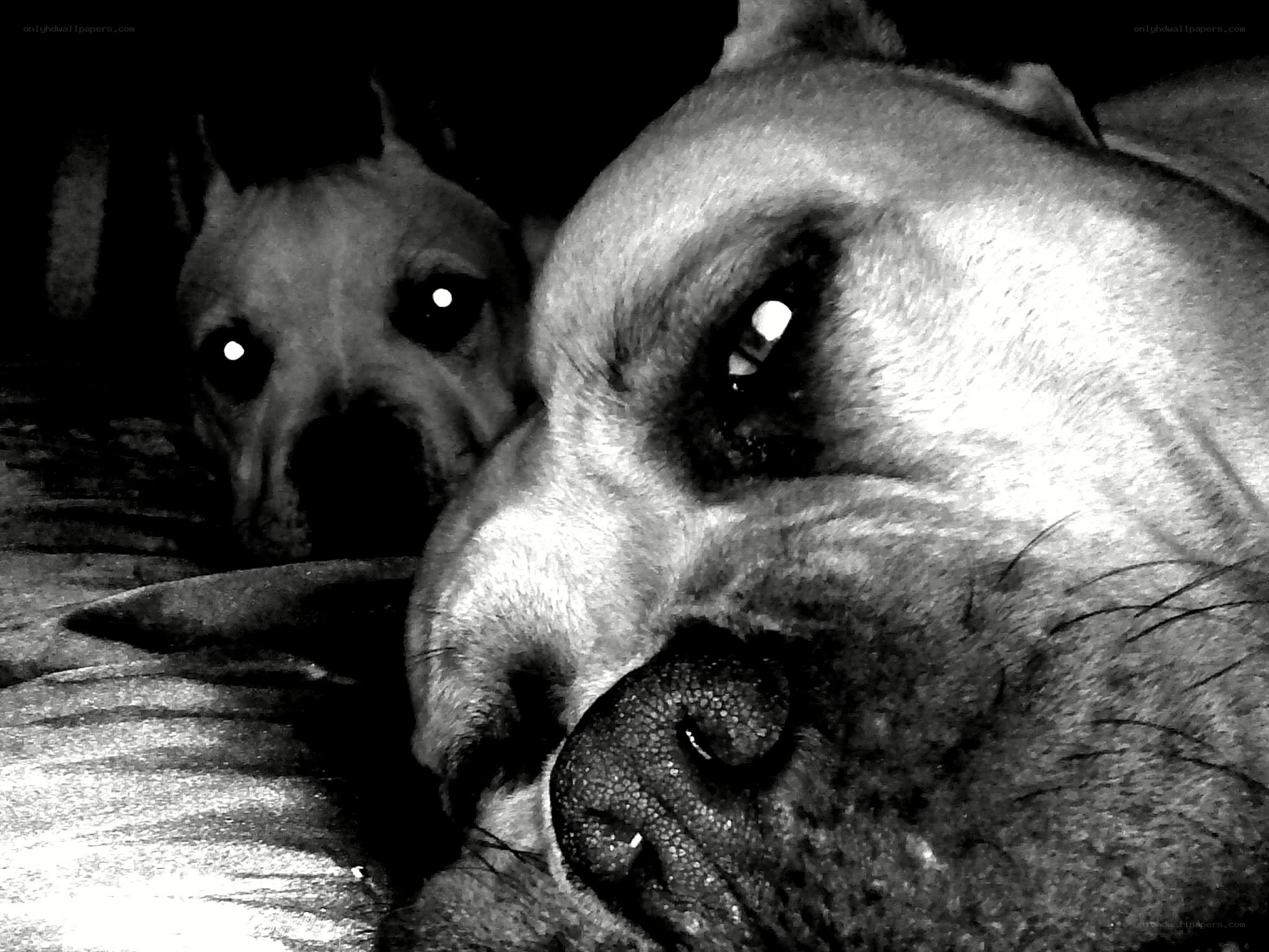 Two dogs in black and white