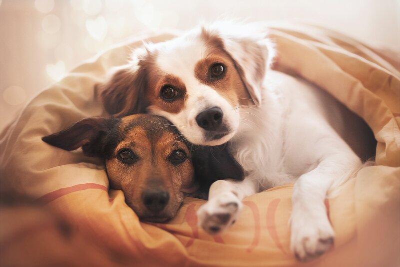 Two Dogs in Blanket