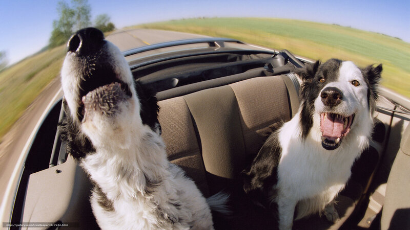 Two Dogs in Car — White