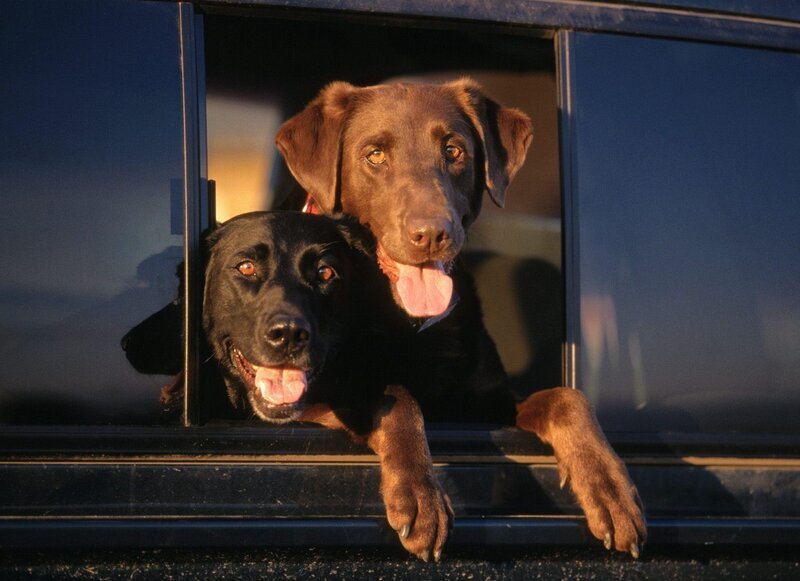 two dogs in car window