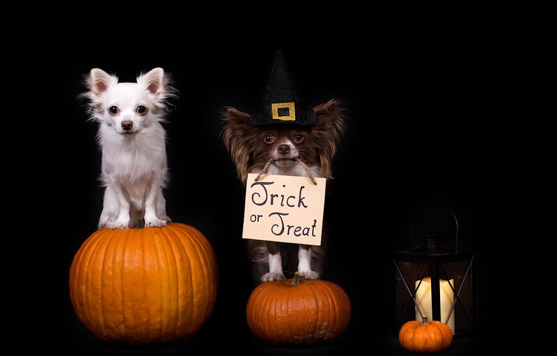 Two Dogs in Costumes — Black