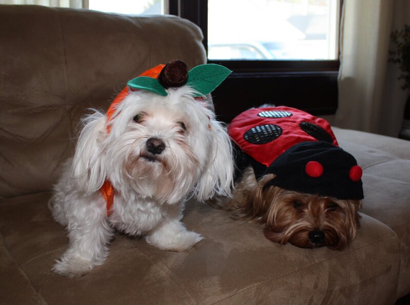 Two Dogs in Costumes — Brown, Calm