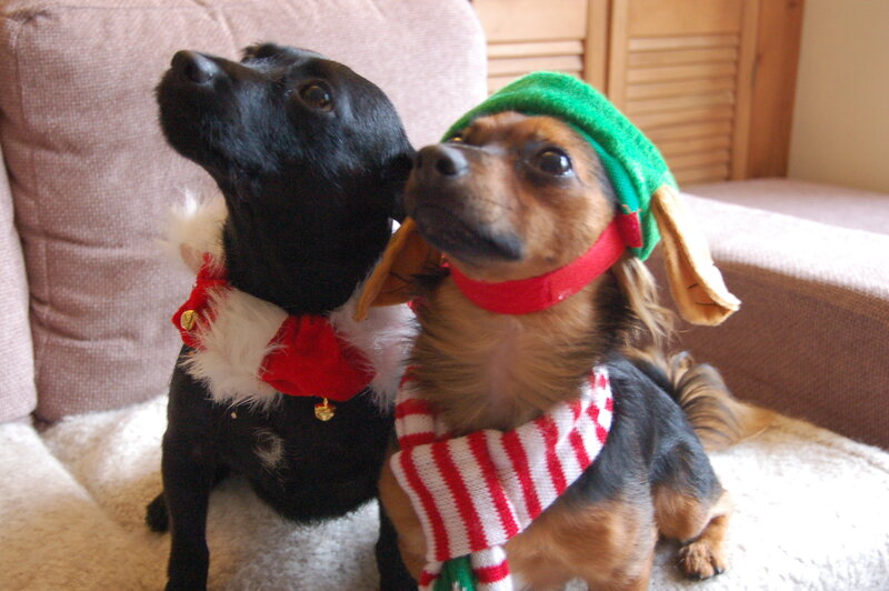 Two Dogs in Costumes — Brown