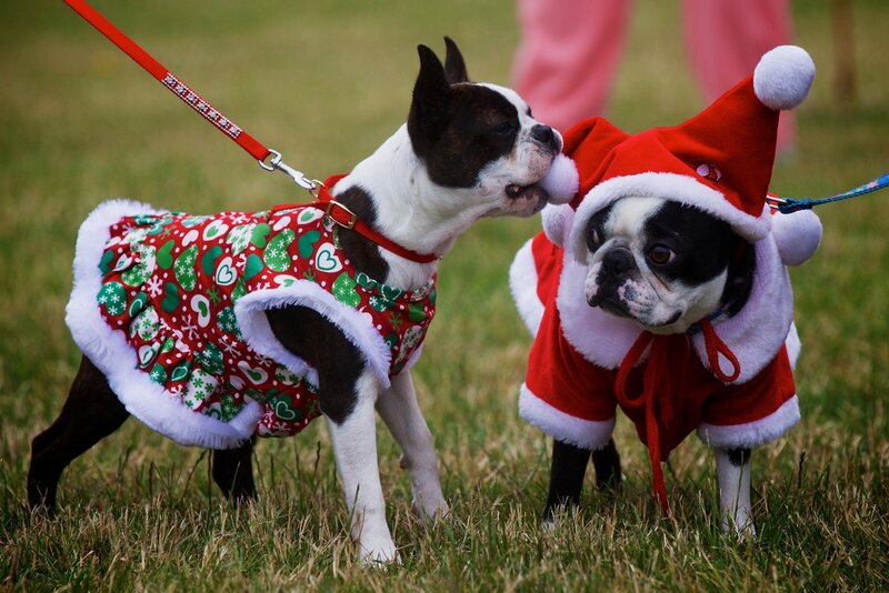 Two Dogs in Costumes — Red, Festive