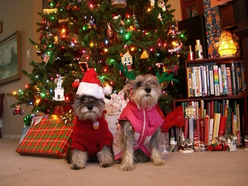 Two Dogs in Costumes — Red