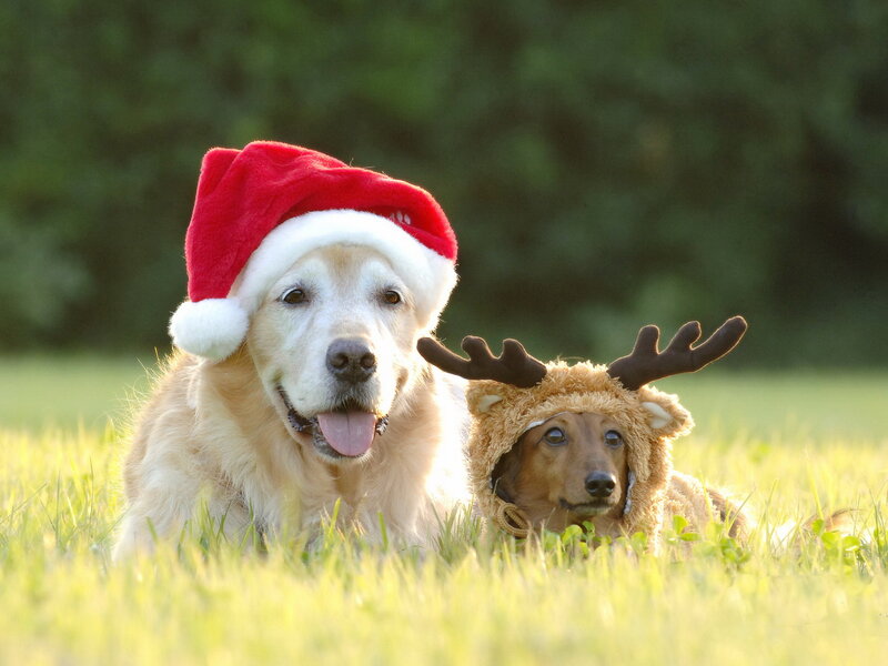 Two Dogs in Costumes
