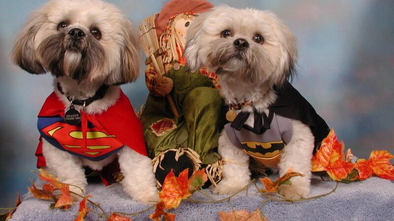 Two Dogs in Costumes — White, Festive