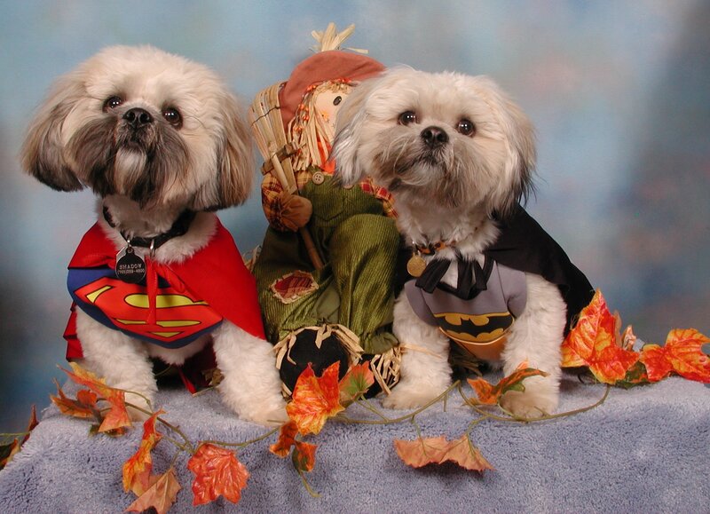 Two Dogs in Costumes — White