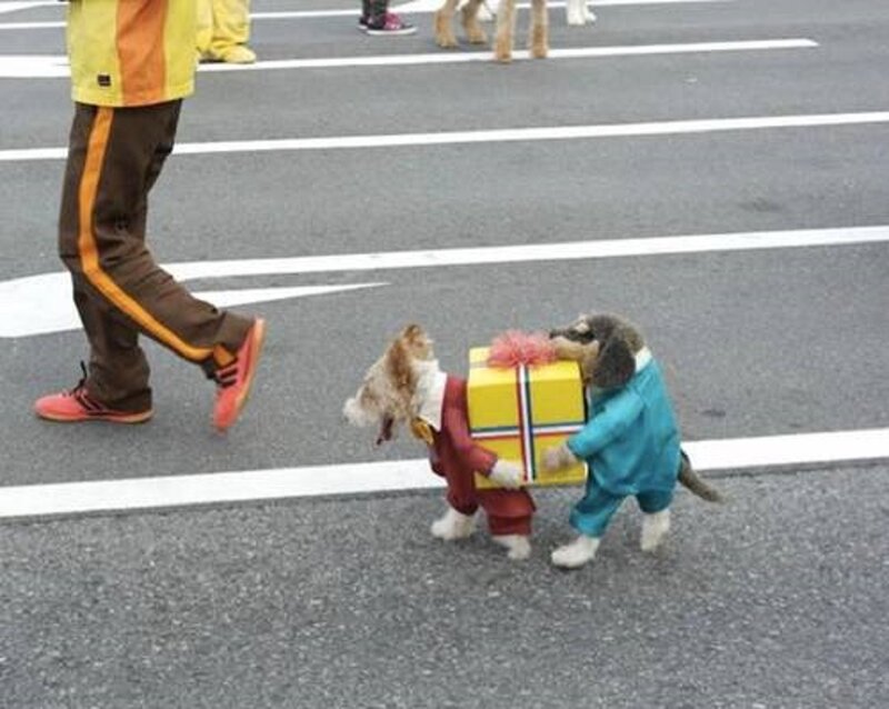 Two Dogs in Costumes — Yellow, Playful