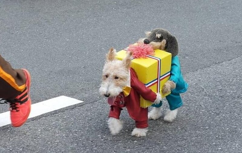 Two Dogs in Costumes — Yellow
