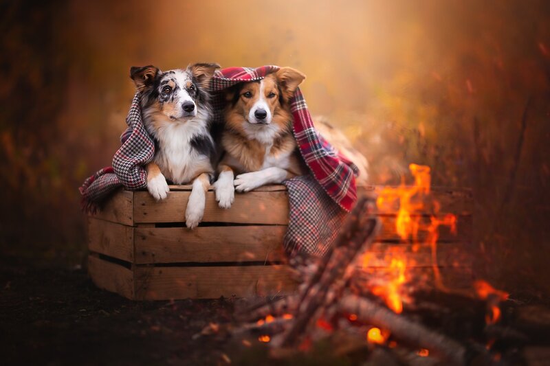 Two Dogs in Crate
