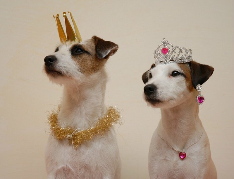 Two Dogs in Crowns