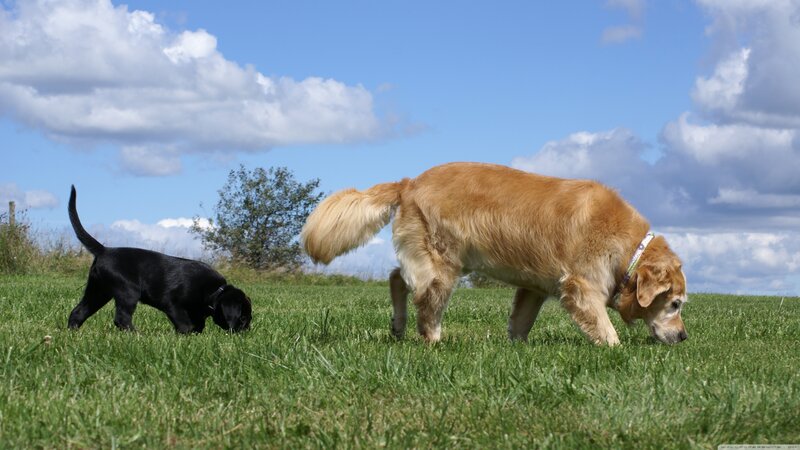 Two Dogs in Field — Green, Calm