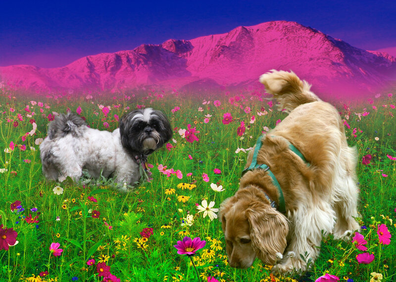 Two Dogs in Field — Green