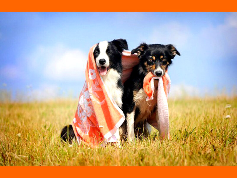 Two Dogs in Field — Orange