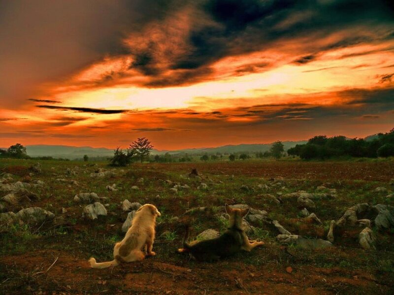 Two Dogs in Field