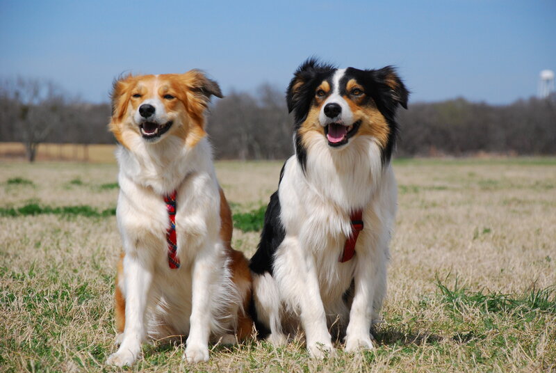Two Dogs in Field — White