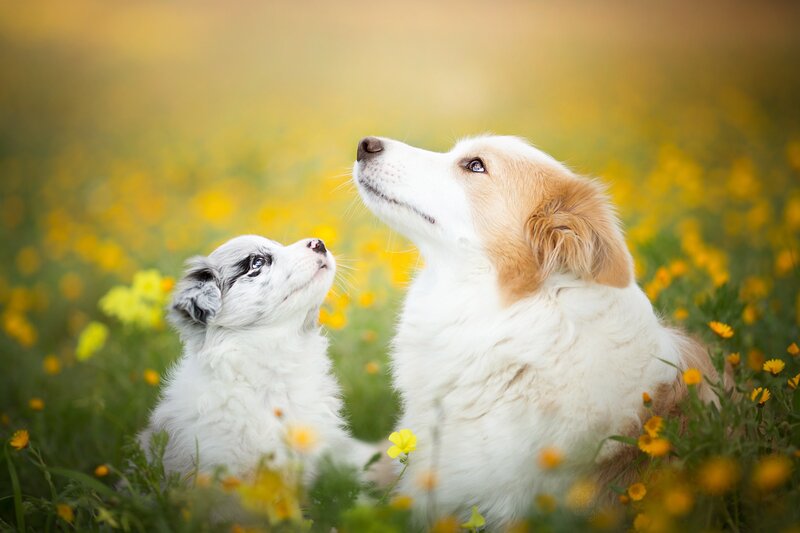 Two Dogs in Field — Yellow, Serene