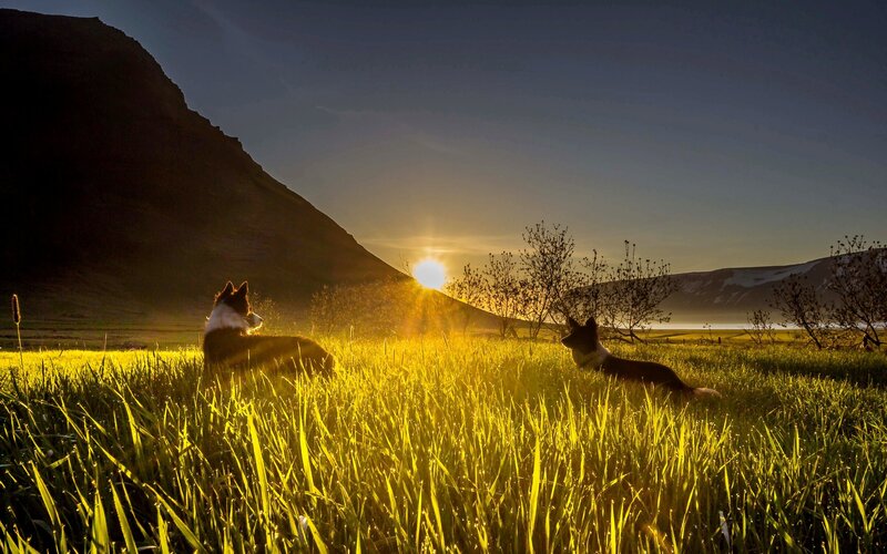 Two Dogs in Field — Yellow
