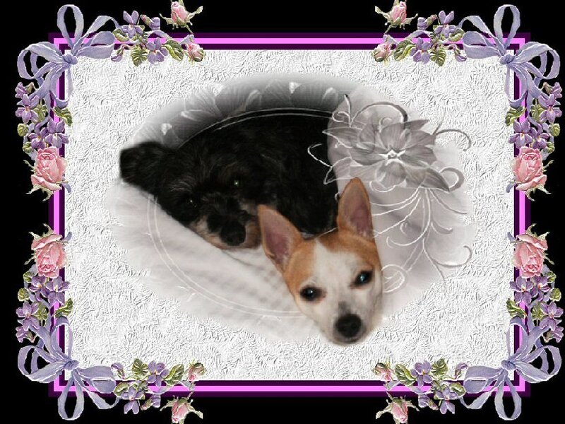 Two Dogs in Frame