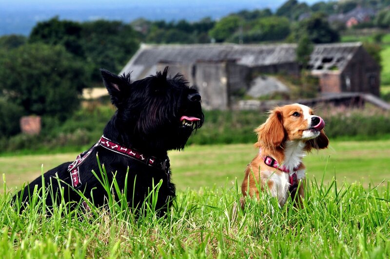 Two Dogs in Grass — Green, Calm, Afternoon