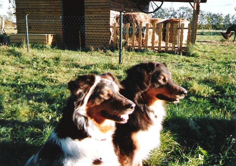 Two Dogs in Grass — Green, Calm