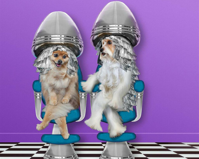 Two Dogs in Hair Dryers