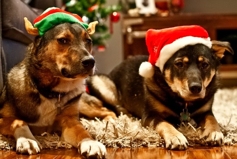 Two Dogs in Hats