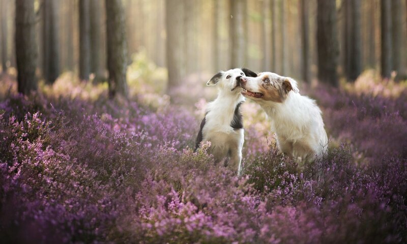 Two Dogs in Heather