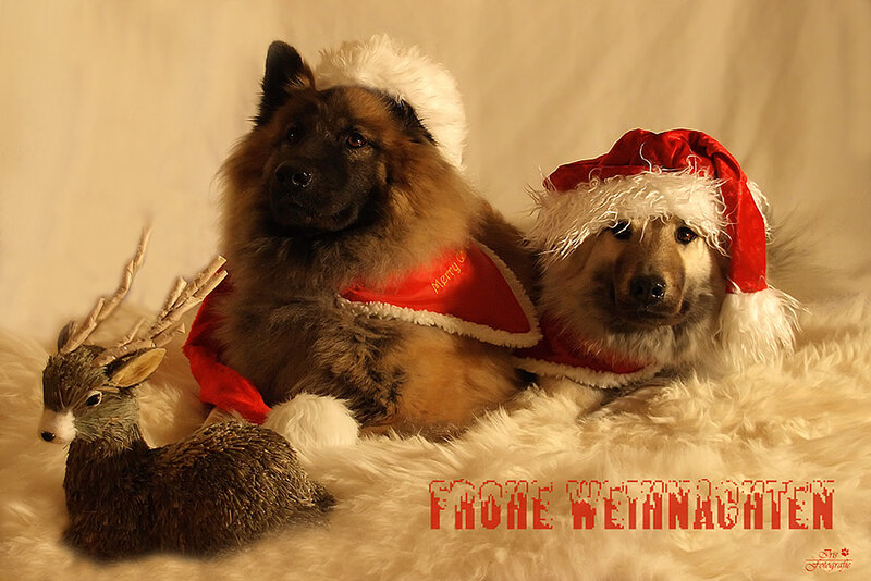 Two Dogs in Holiday Costumes