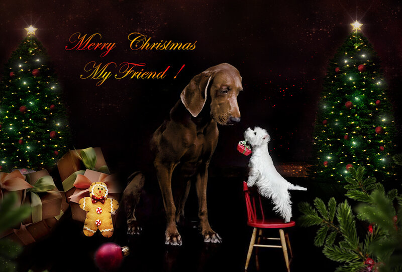 Two Dogs in Holiday Scene