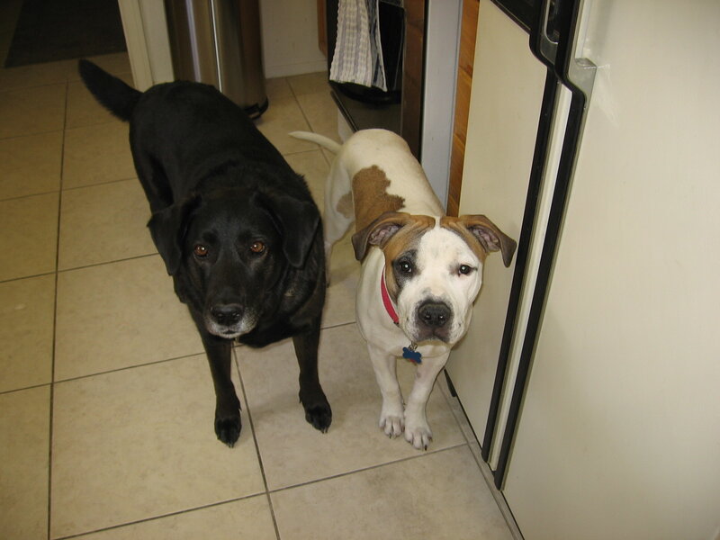 two dogs in kitchen
