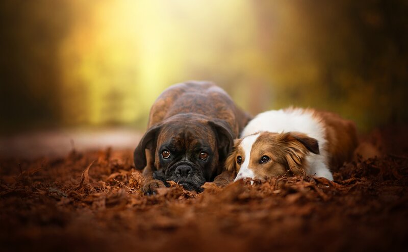 Two Dogs in Leaves — Brown