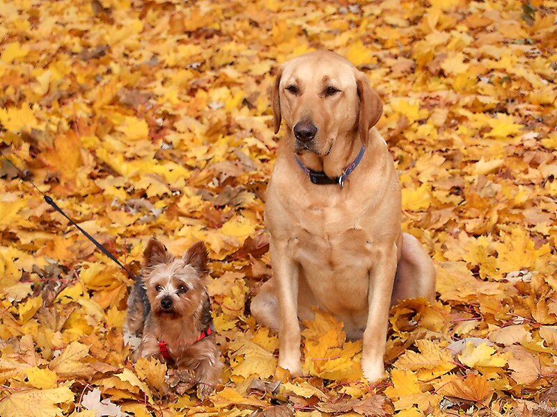 Two Dogs in Leaves