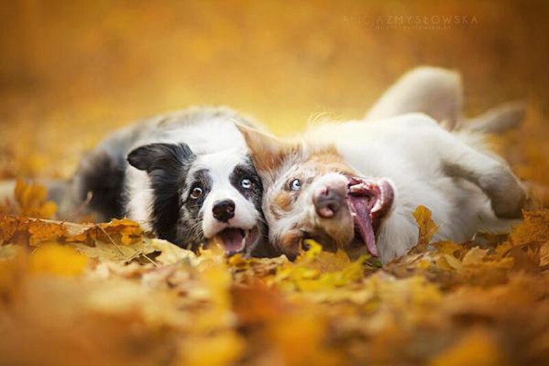 Two Dogs in Leaves — Yellow, Playful