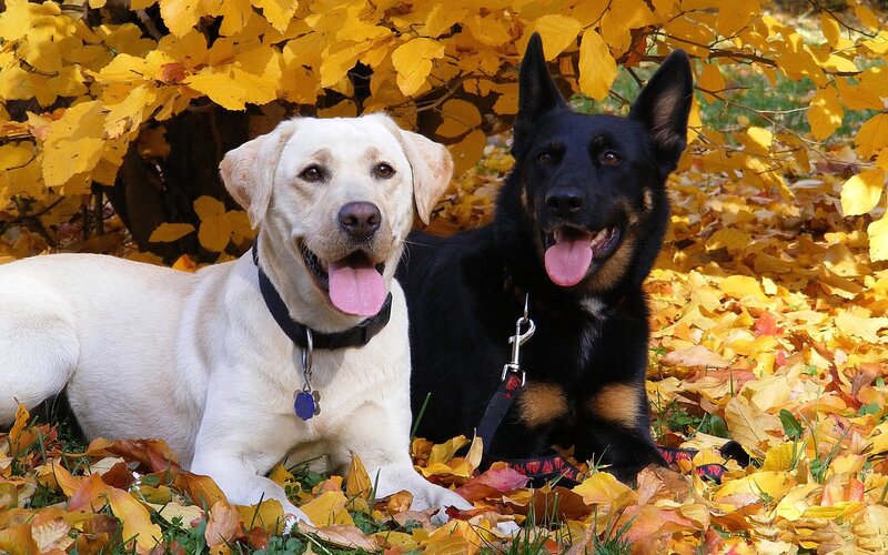 Two Dogs in Leaves — Yellow