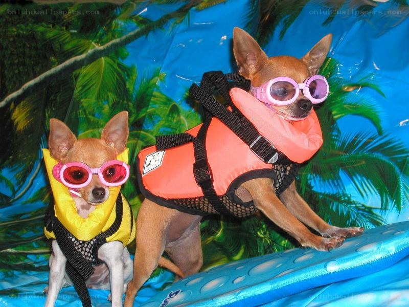 two dogs in life jackets
