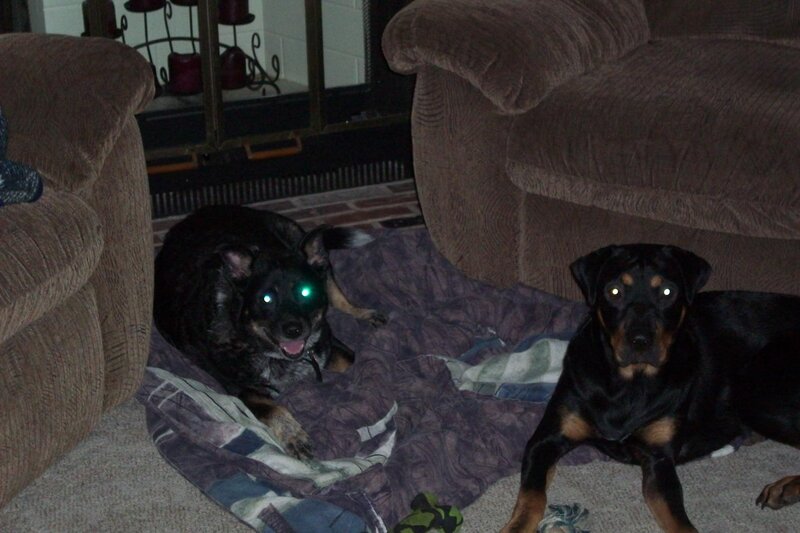 Two dogs in living room
