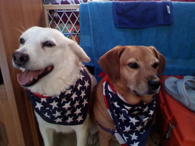 Two dogs in patriotic bandanas