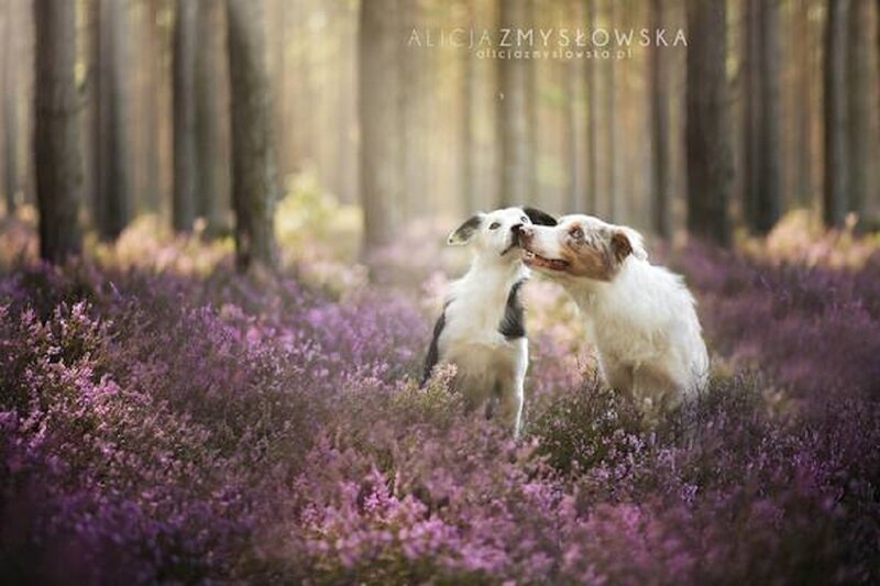 Two Dogs in Purple Flowers