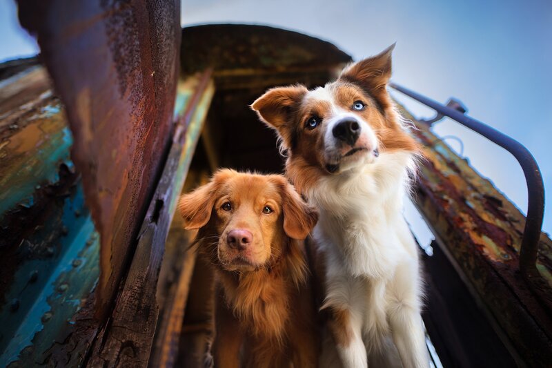Two Dogs in Rusted Structure