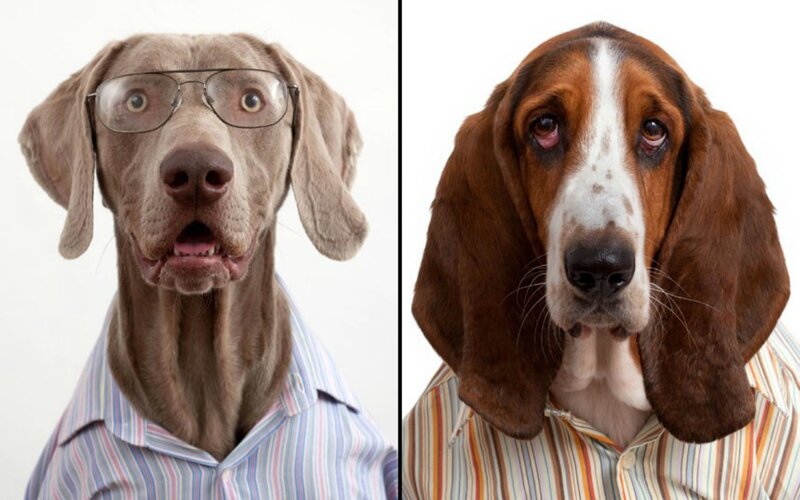 Two Dogs in Shirts