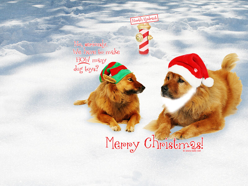 Two Dogs in Snow