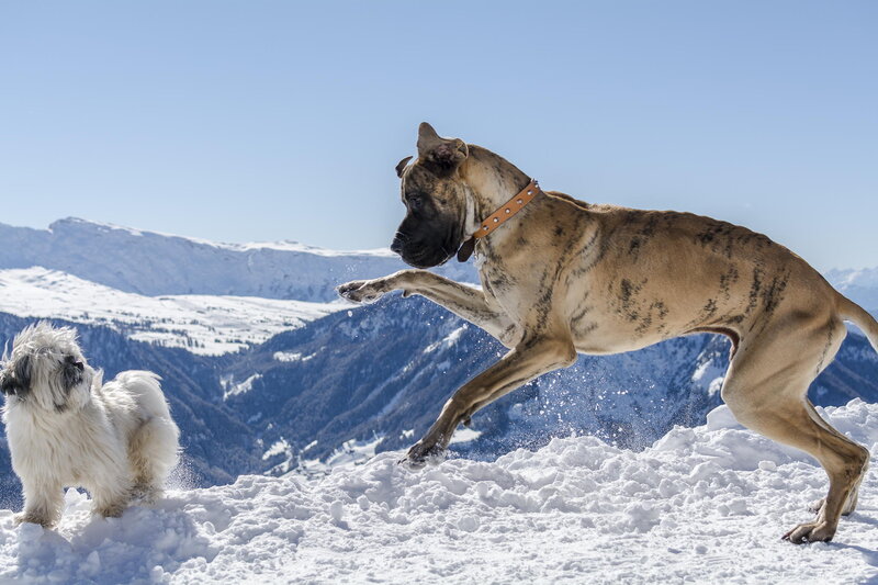 Two Dogs in Snow — White, Active