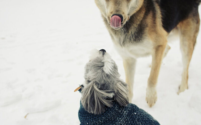 Two Dogs in Snow — White, Calm