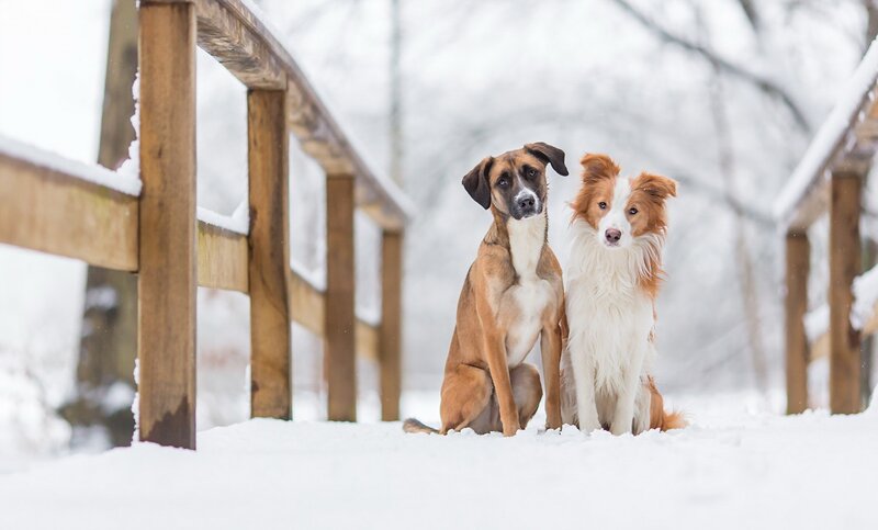 Two Dogs in Snow — White, Calm, Winter, Photograph, Wooden Fence