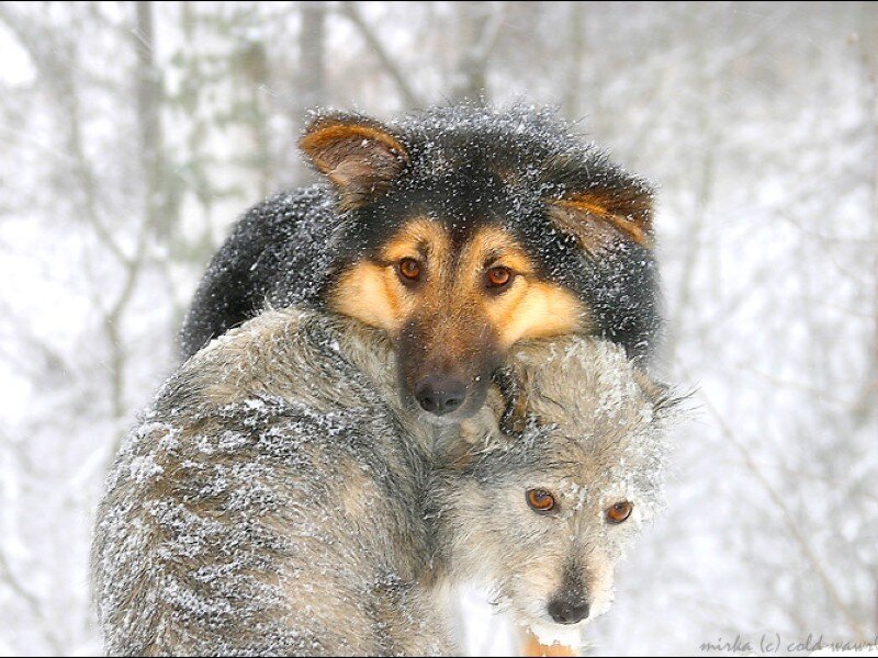 Two Dogs in Snow — White, Cold