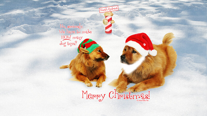 Two Dogs in Snow — White, Festive