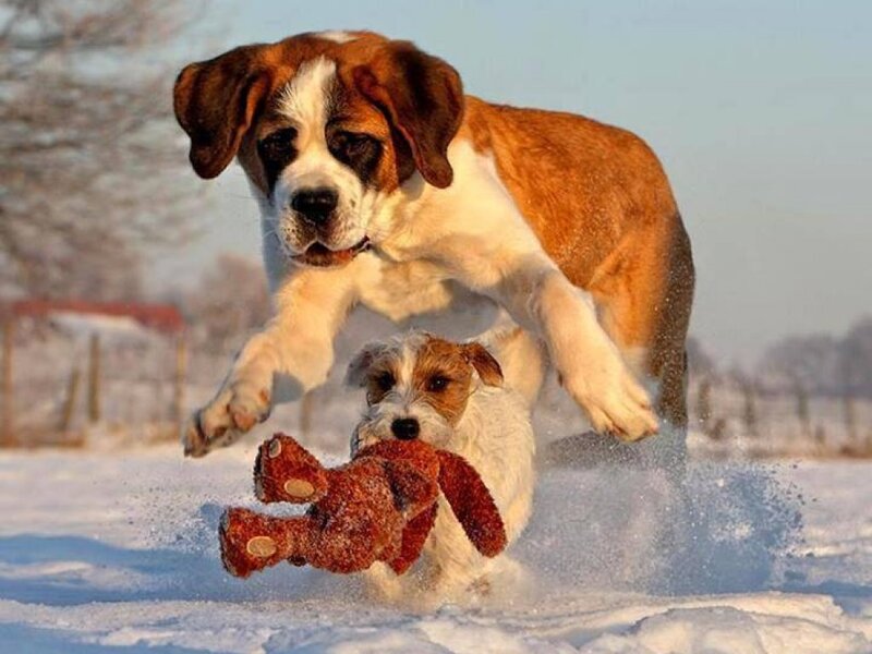 Two Dogs in Snow — White, Playful