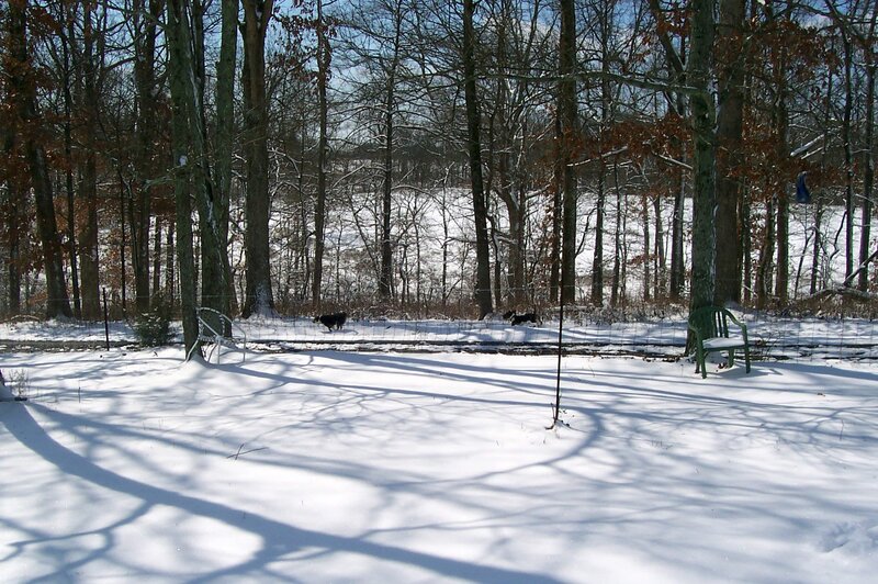 Two Dogs in Snow — White, Serene, Winter